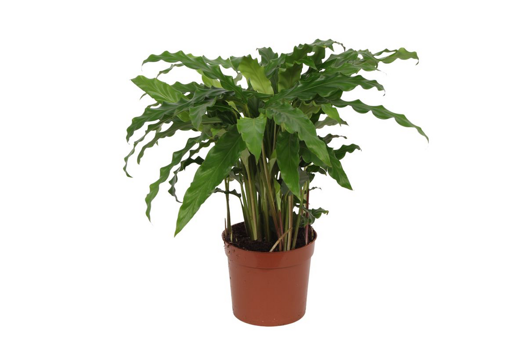Calathea Bluegrass – Ø12 cm, 35 cm hoog