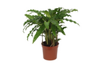 Calathea Bluegrass – Ø12 cm, 35 cm hoog