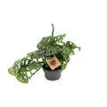 Monstera Monkey (hulplant) – Ø14 cm, 30 cm høj