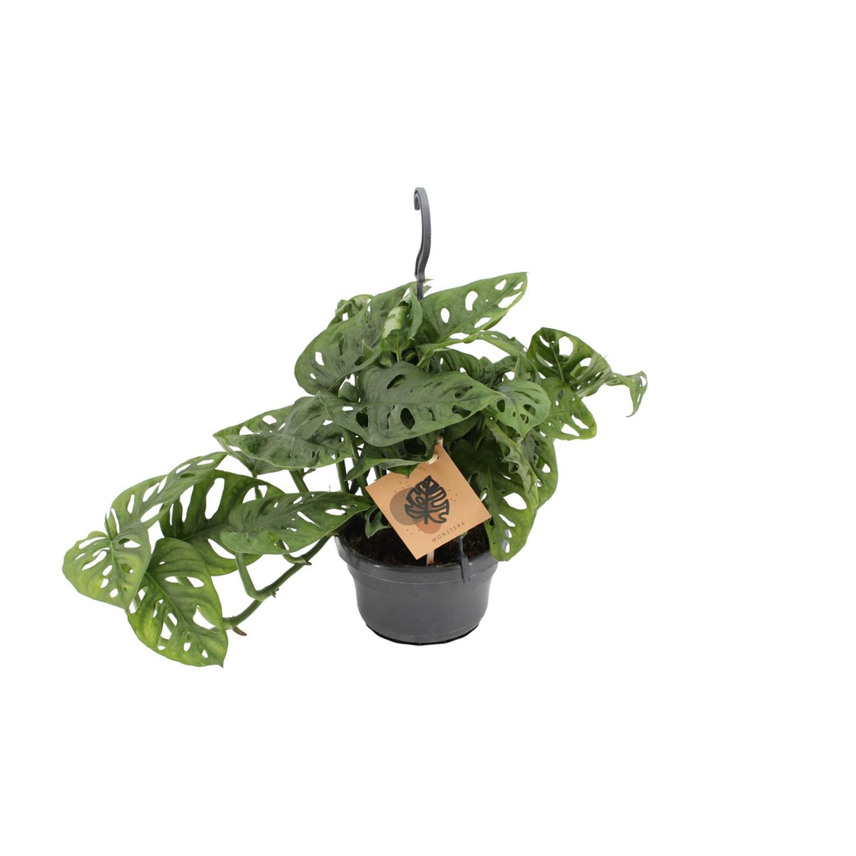 Monstera Monkey (hulplant) – Ø14 cm, 30 cm høj