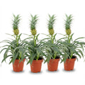 4× Ananasplant Mi Amigo – Ø12 cm, 35–40 cm hoog