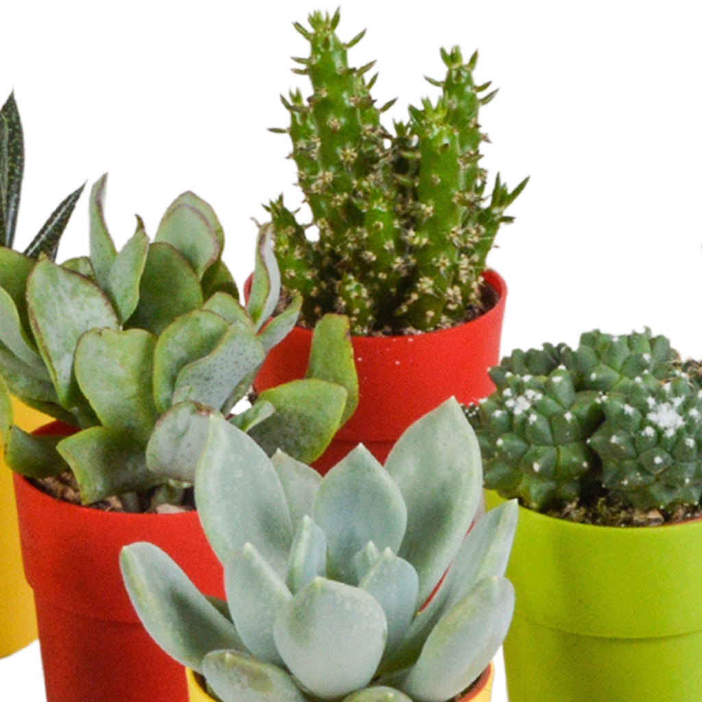 15× Mélange de cactus et plantes grasses (Cactaceae) – Ø6 cm, 13 cm de haut – pot en plastique coloré – photo 12