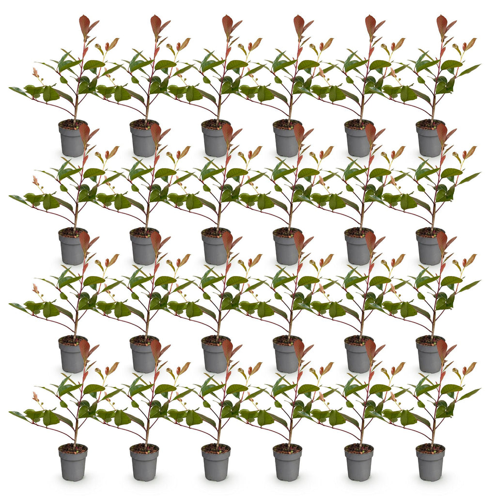 Photinia fraseri 'Red Robin' (photinia) – rouge – 24 plants, Ø9 cm, 25–35 cm de haut – photo 2