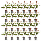 Photinia fraseri 'Red Robin' (photinia) – rouge – 24 plants, Ø9 cm, 25–35 cm de haut
