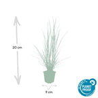Pennisetum alopecuroides 'Hameln' (fountain grass) – 12 plants, Ø9 cm, 10–25 cm high