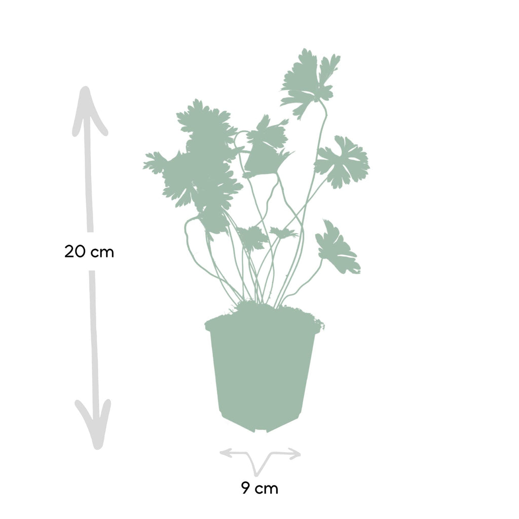 Geranium 'Rozanne' (cranesbill) – 6 plants, Ø9 cm, 10–25 cm high – photo 4