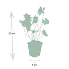 Geranium 'Rozanne' (cranesbill) – 6 plants, Ø9 cm, 10–25 cm high
