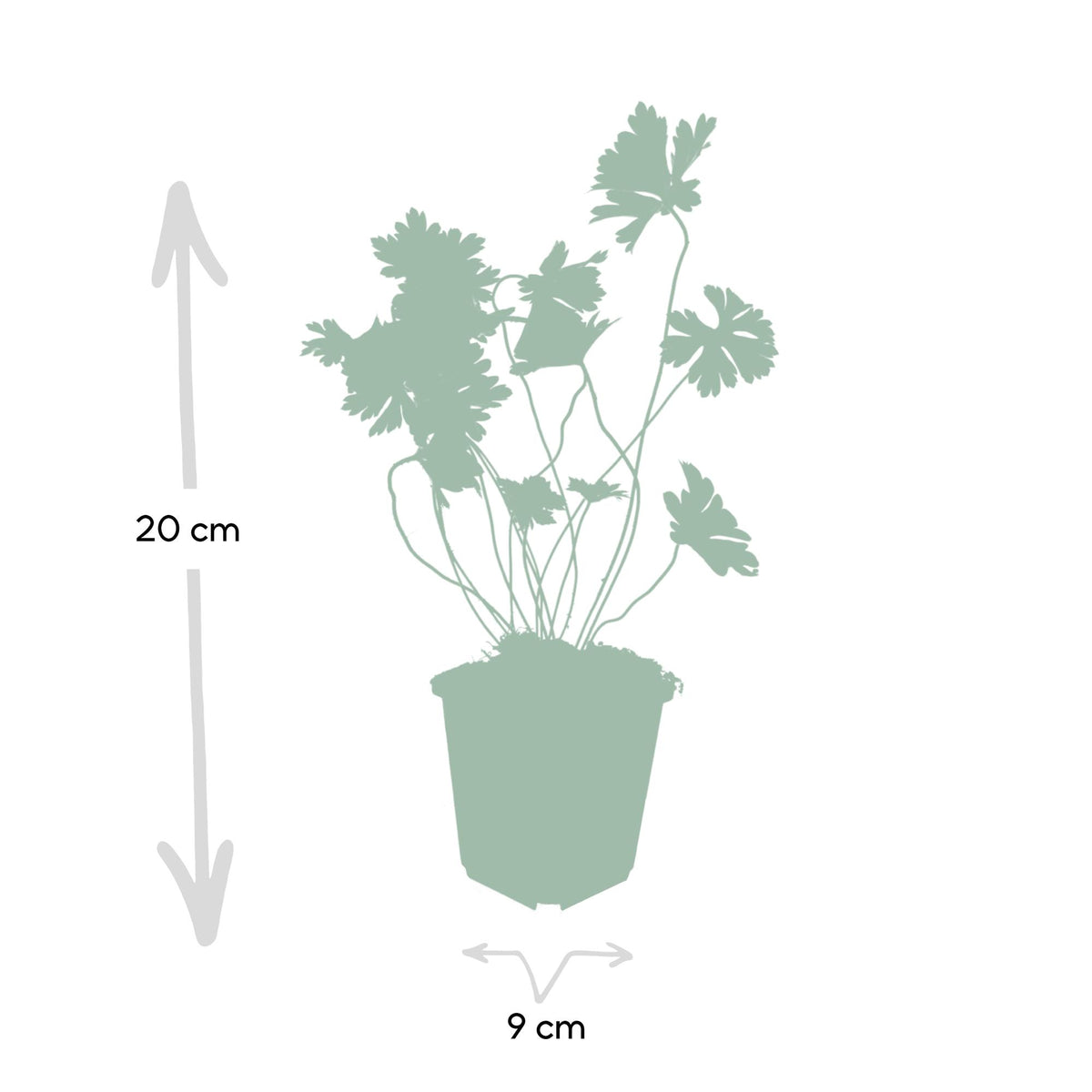 Geranium 'Rozanne' (cranesbill) – 6 plants, Ø9 cm, 10–25 cm high – photo 4