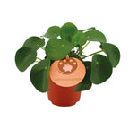 Pilea peperomioides (plante à soucoupes) – Ø11 cm, 15 cm de haut