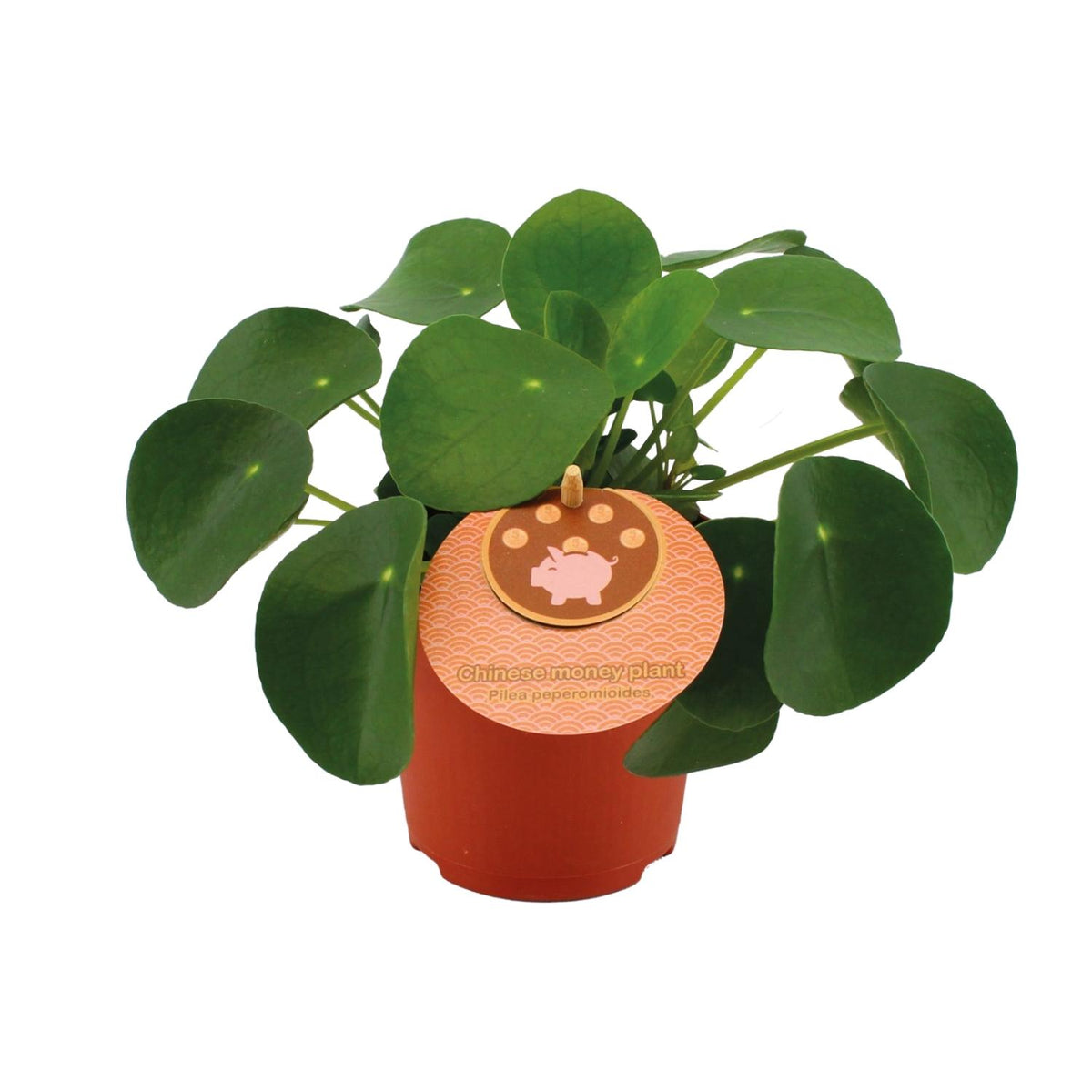 Pilea peperomioides (plante à soucoupes) – Ø11 cm, 15 cm de haut