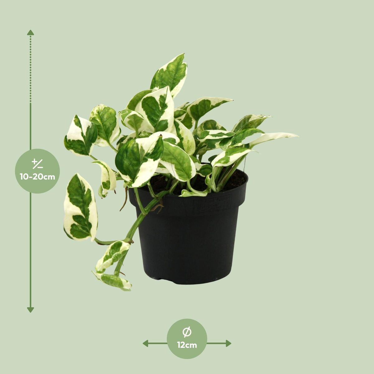 Epipremnum (scindapsus) – Ø12 cm, 15 cm hoog