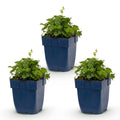 Campanula poscharskyana 'Lisduggan Variety' (peach blossom bellflower) – white – 3 plants, Ø11 cm, 15–25 cm tall