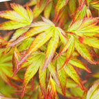 Acer palmatum 'Little Princess' (Japanese maple) – 3 plants, Ø12 cm, 35 cm high