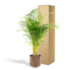 Palmier areca (Dypsis) – Ø21 cm