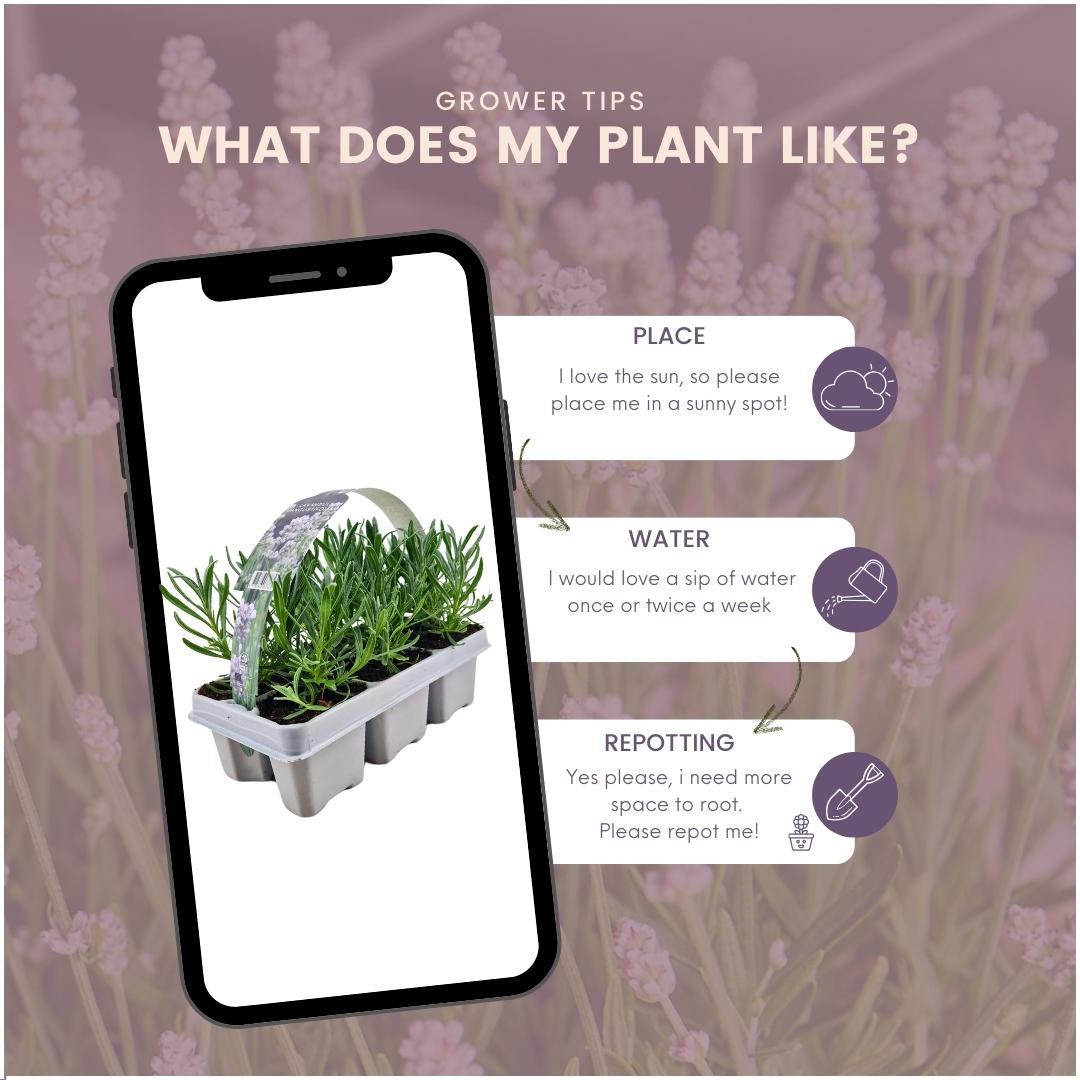 Lavender (Lavandula) – 72 plants, Ø7 cm, 15 cm high – white – photo 5