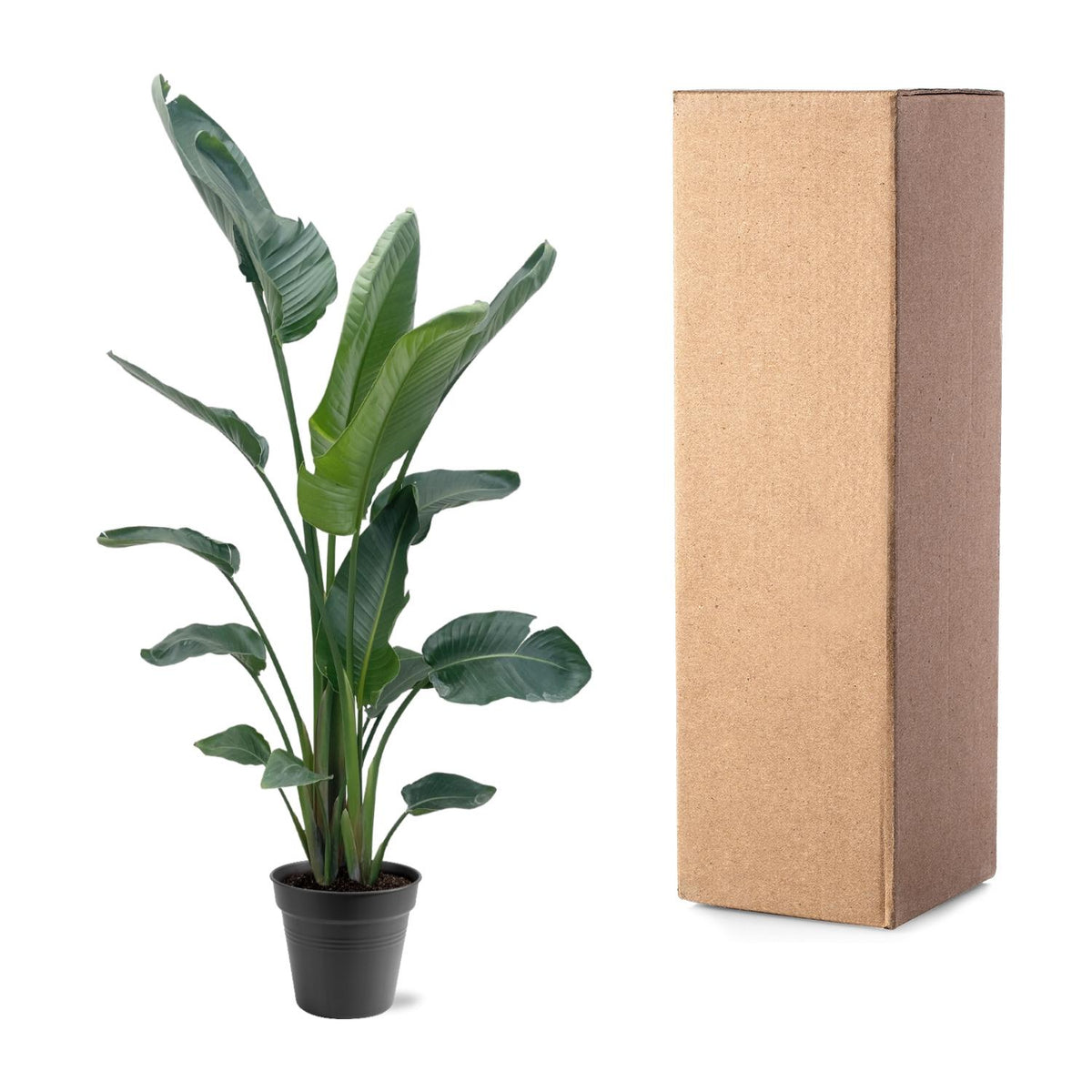 Strelitzia nicolai XXL (witte paradijsvogelbloem) – Ø34 cm, 225 cm hoog
