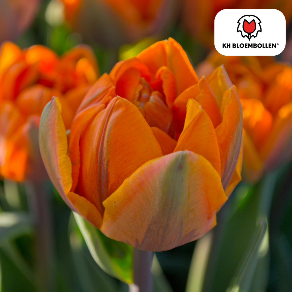 Tulpe 'Icoon' – 20 Blumenzwiebeln (Zwiebelgröße 11/12)