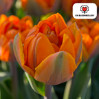 Tulpe 'Icoon' – 20 Blumenzwiebeln (Zwiebelgröße 11/12)