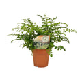 Asplenium Parvati (Vogelnestfarn) – Ø12 cm, 35 cm hoch