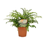 Asplenium Parvati (Vogelnestfarn) – Ø12 cm, 35 cm hoch