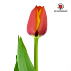 Tulp 'Dafeng' – 20 bloembollen (bolmaat 11/12)