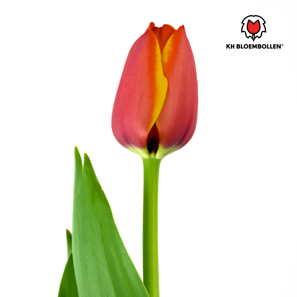 Tulp 'Dafeng' – 20 bloembollen (bolmaat 11/12)