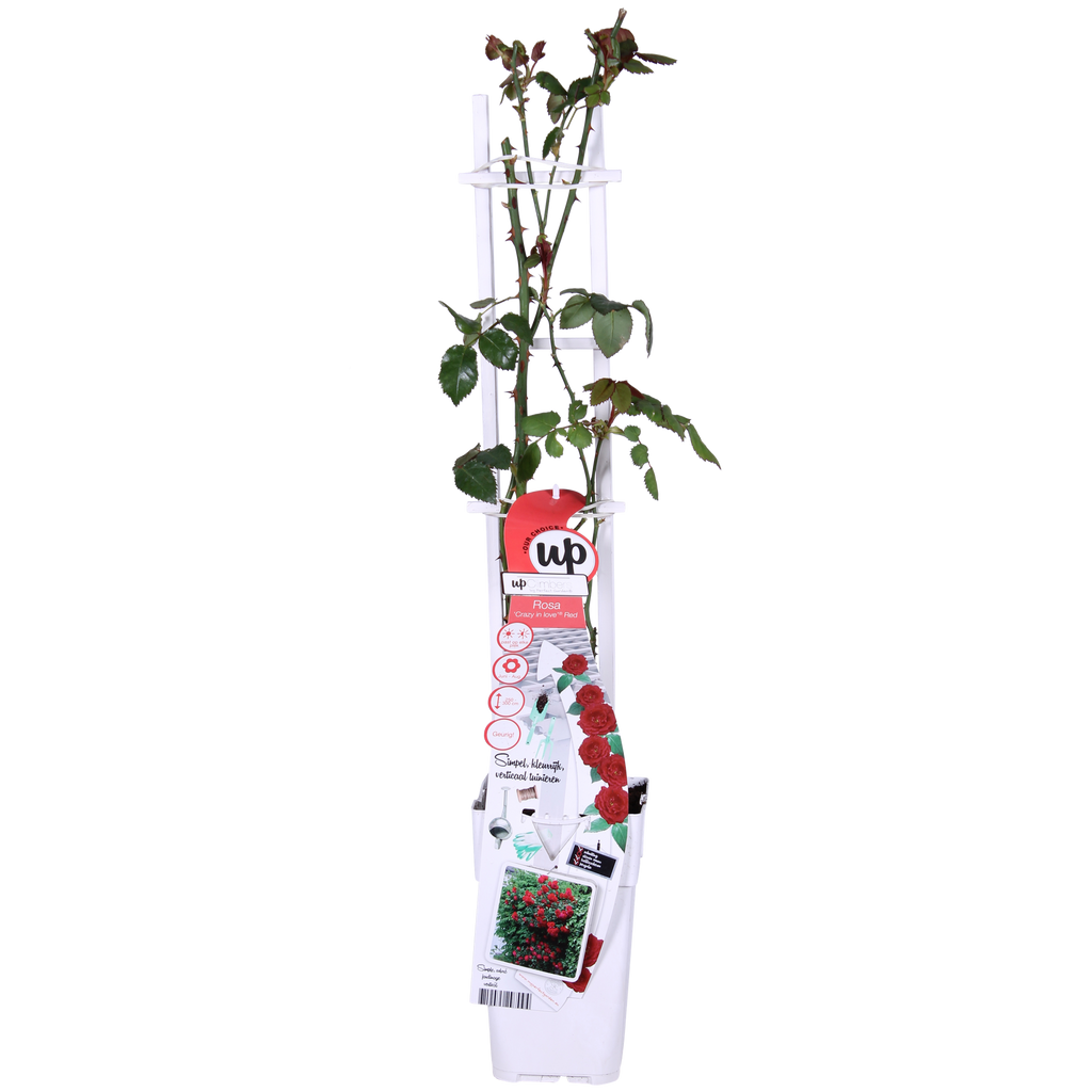 Rosa 'Crazy' (rose) – 3 plants, Ø15 cm, 65 cm high – art. 7686 – photo 6