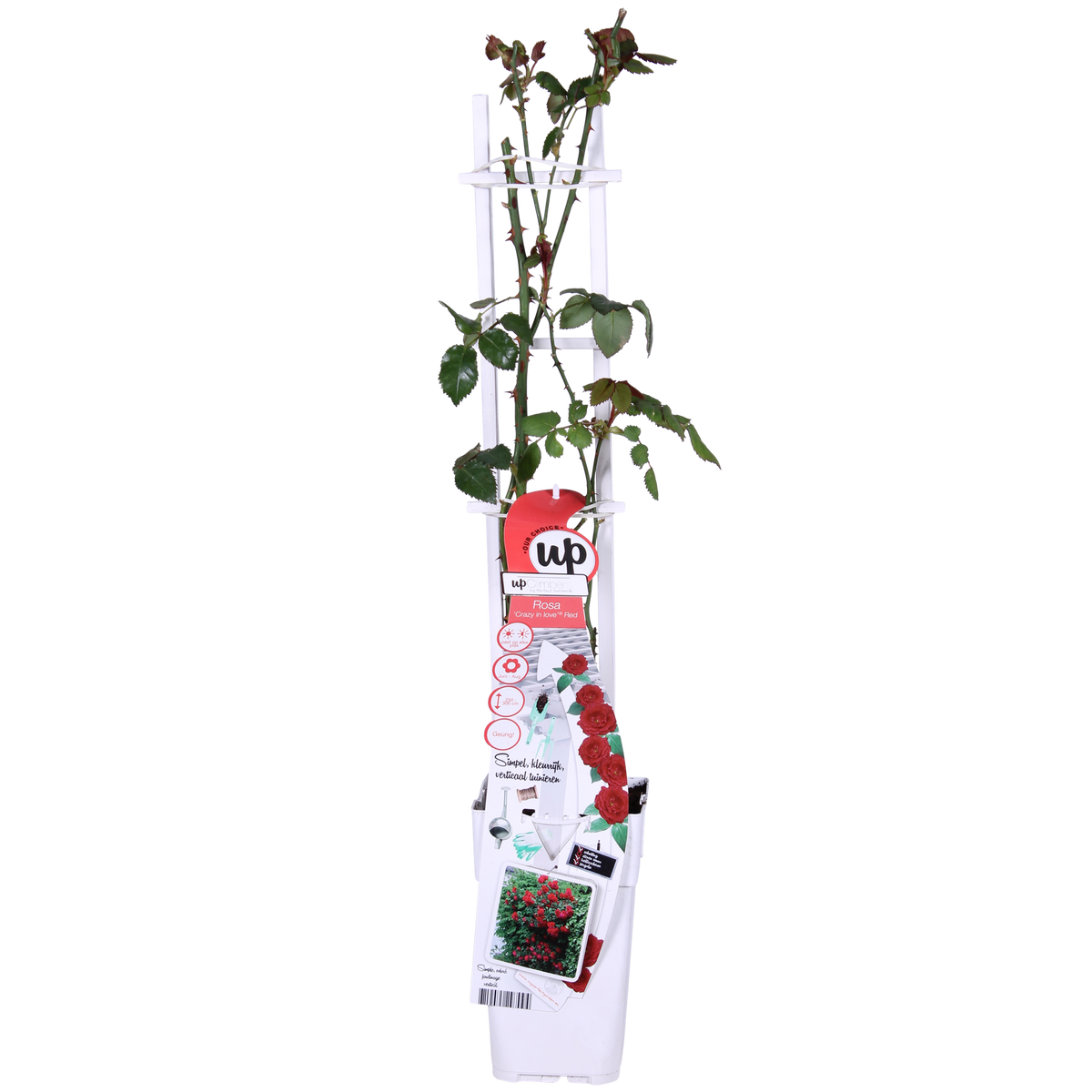 Rosa 'Crazy' (rose) – 3 plants, Ø15 cm, 65 cm high – art. 7686 – photo 6