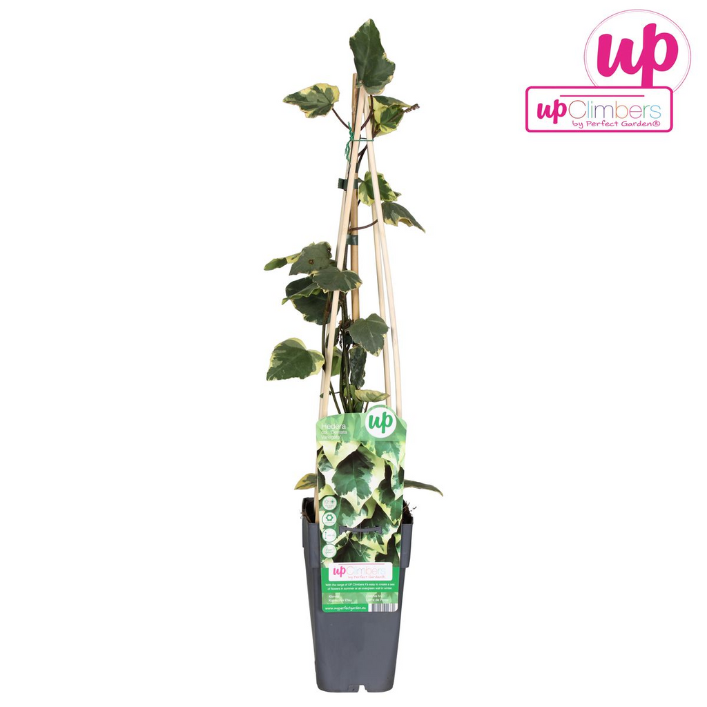 Hedera colchica 'Dentata Variegata' (ivy) – Ø15 cm, 65 cm high – photo 6