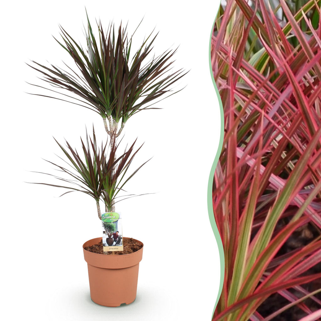 Dracaena Magenta (drakenboom) – Ø21 cm, 90–100 cm hoog