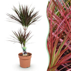 Dracaena Magenta (drakenboom) – Ø21 cm, 90–100 cm hoog