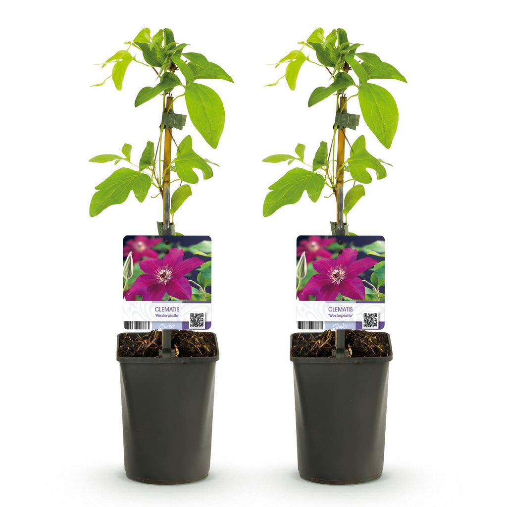 Clematis 'Westerplatte' (bosrank) – rood – 2 planten, Ø11 cm, 40 cm hoog