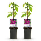 Clematis 'Westerplatte' (bosrank) – rood – 2 planten, Ø11 cm, 40 cm hoog