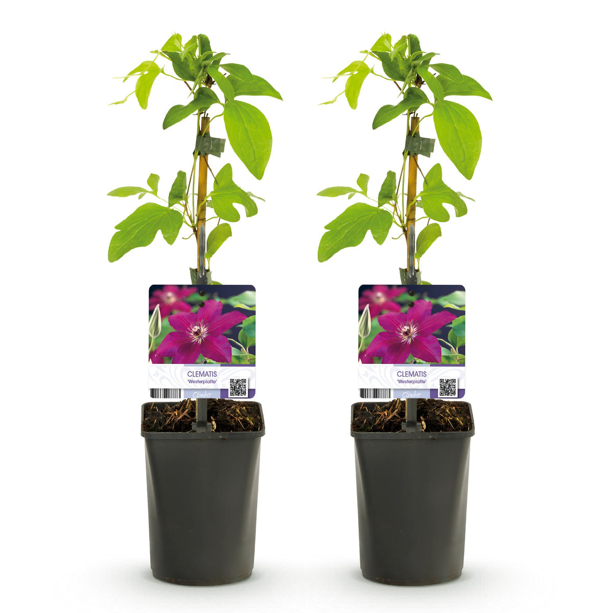 Clematis 'Westerplatte' (bosrank) – rood – 2 planten, Ø11 cm, 40 cm hoog