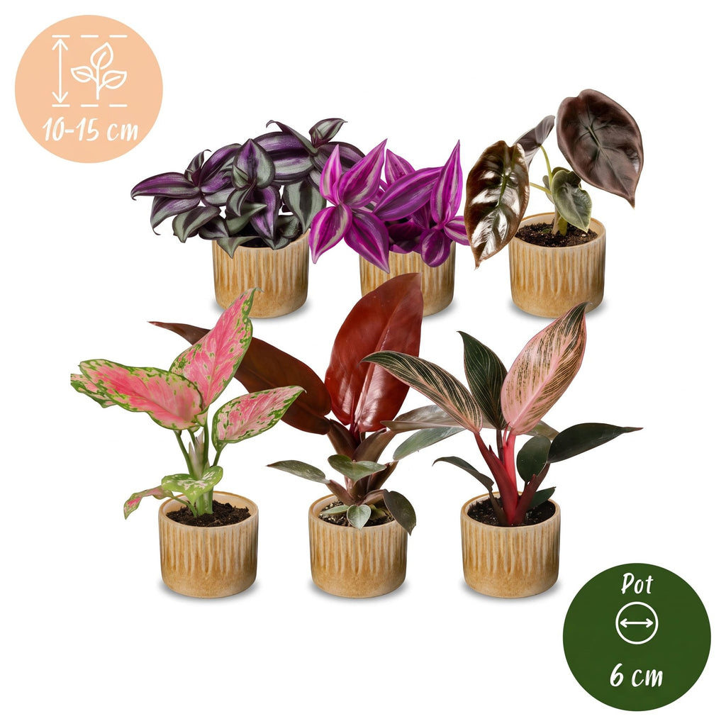 6× Baby-Pflanzen Paradise Mix inkl. Linnea Honey – Ø6 cm, 10–15 cm hoch
