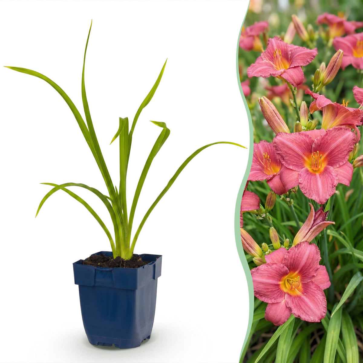 Hemerocallis 'Summer Wine' (daglelie) – paars – 24 planten, Ø11 cm, 15–25 cm hoog