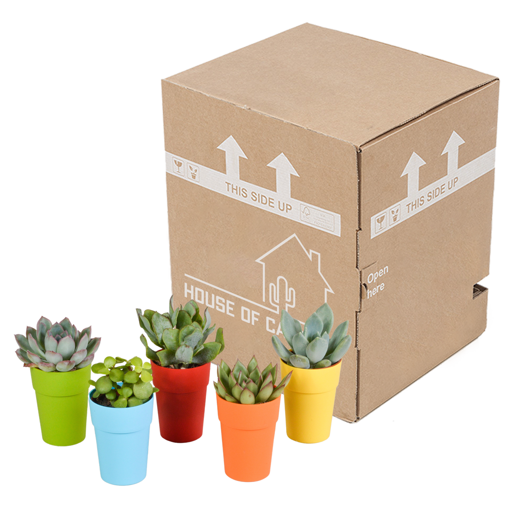 Sukkulenten – Ø 6 cm, 16 cm hoch