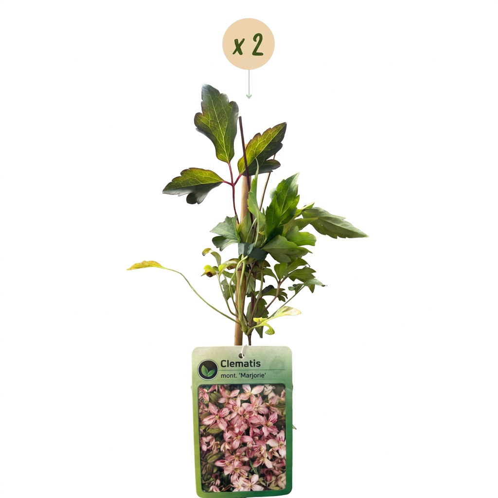 Clematis montana 'Marjorie' (clématite montante) – rose – 2 plants, Ø9 cm, 35 cm de haut – photo 2