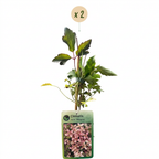 Clematis montana 'Marjorie' (clématite montante) – rose – 2 plants, Ø9 cm, 35 cm de haut