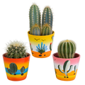Cactus mix (Cactaceae) – Ø9 cm, 18 cm hoog