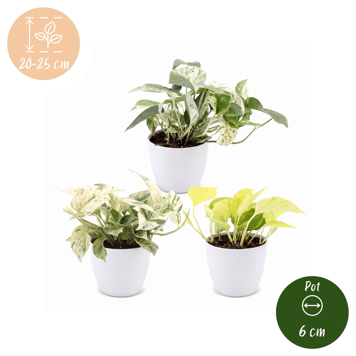 3× Epipremnum Tricolour (scindapsus) dans un pot blanc – Ø6 cm, 20–25 cm de haut