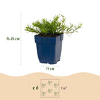 Phlox 'Benita' (phlox) – bleu – 3 plantes, Ø11 cm, 15–25 cm de haut