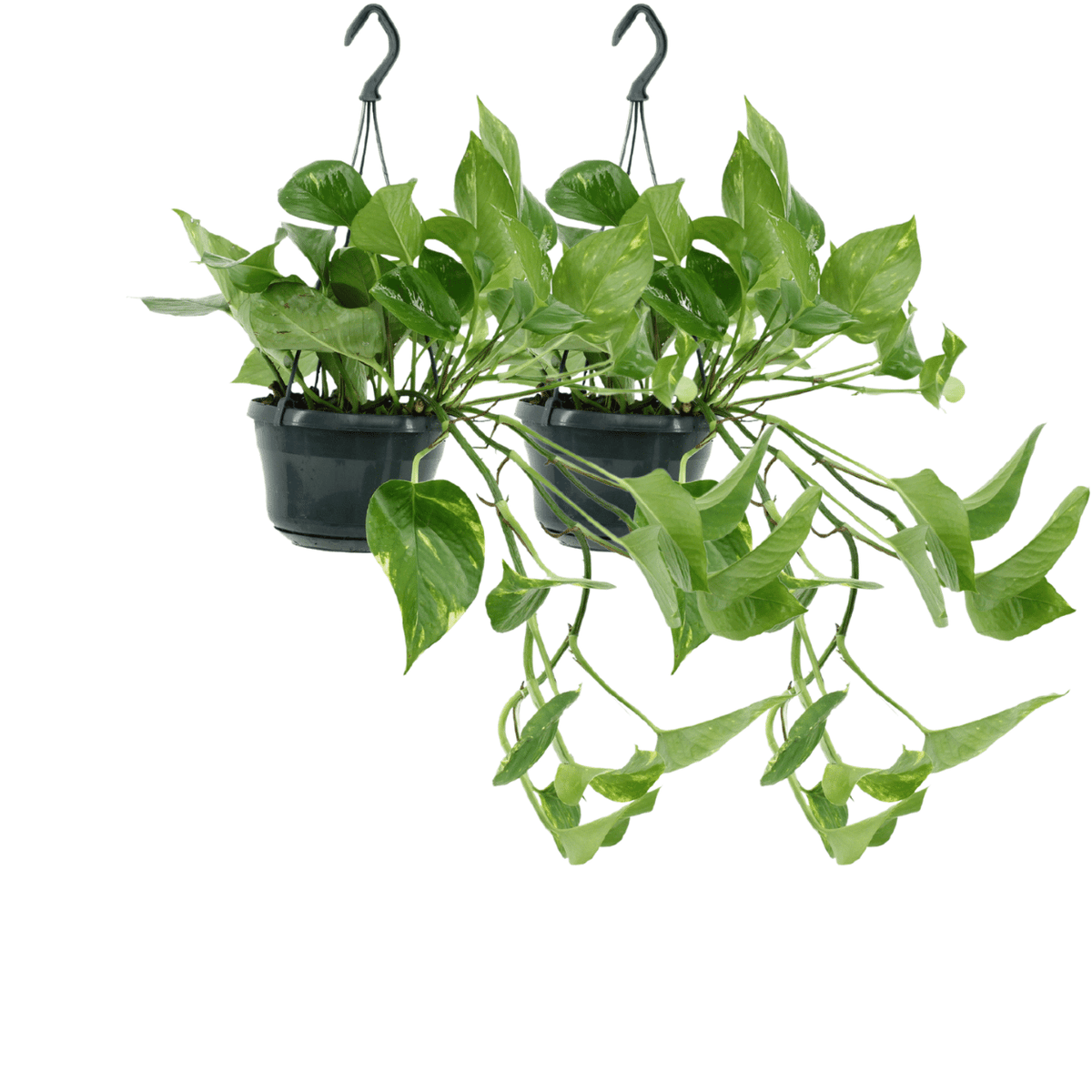 2× Epipremnum aureum (scindapsus) – Ø15 cm, 25 cm de haut