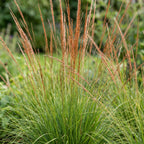 Molinia caer. 'Heidebraut' (molinia) – 12 plants, Ø11 cm, 15–25 cm de haut