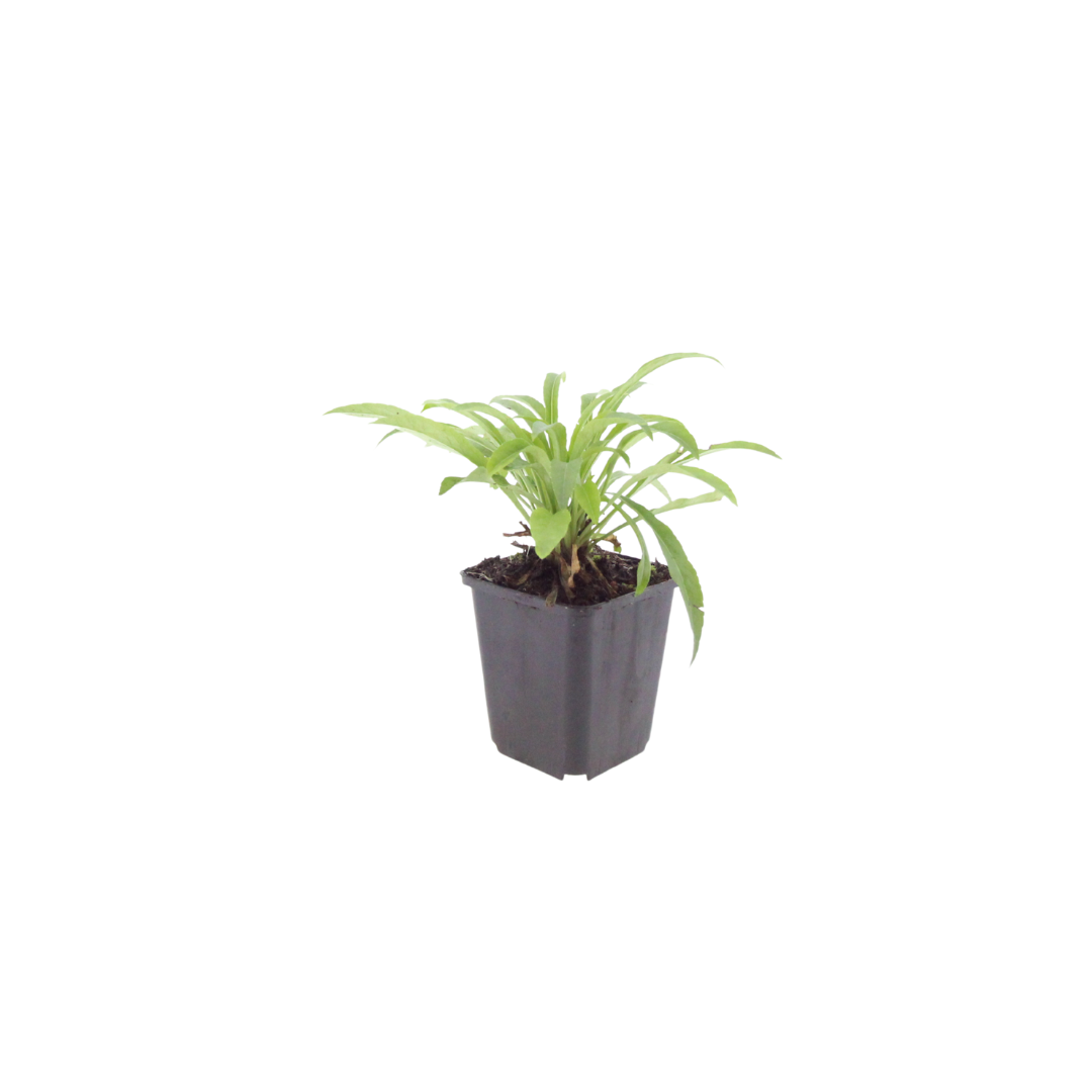 Campanula pers. 'Coerulea' (klokjesbloem) – 24 planten, Ø9 cm, 10–25 cm hoog
