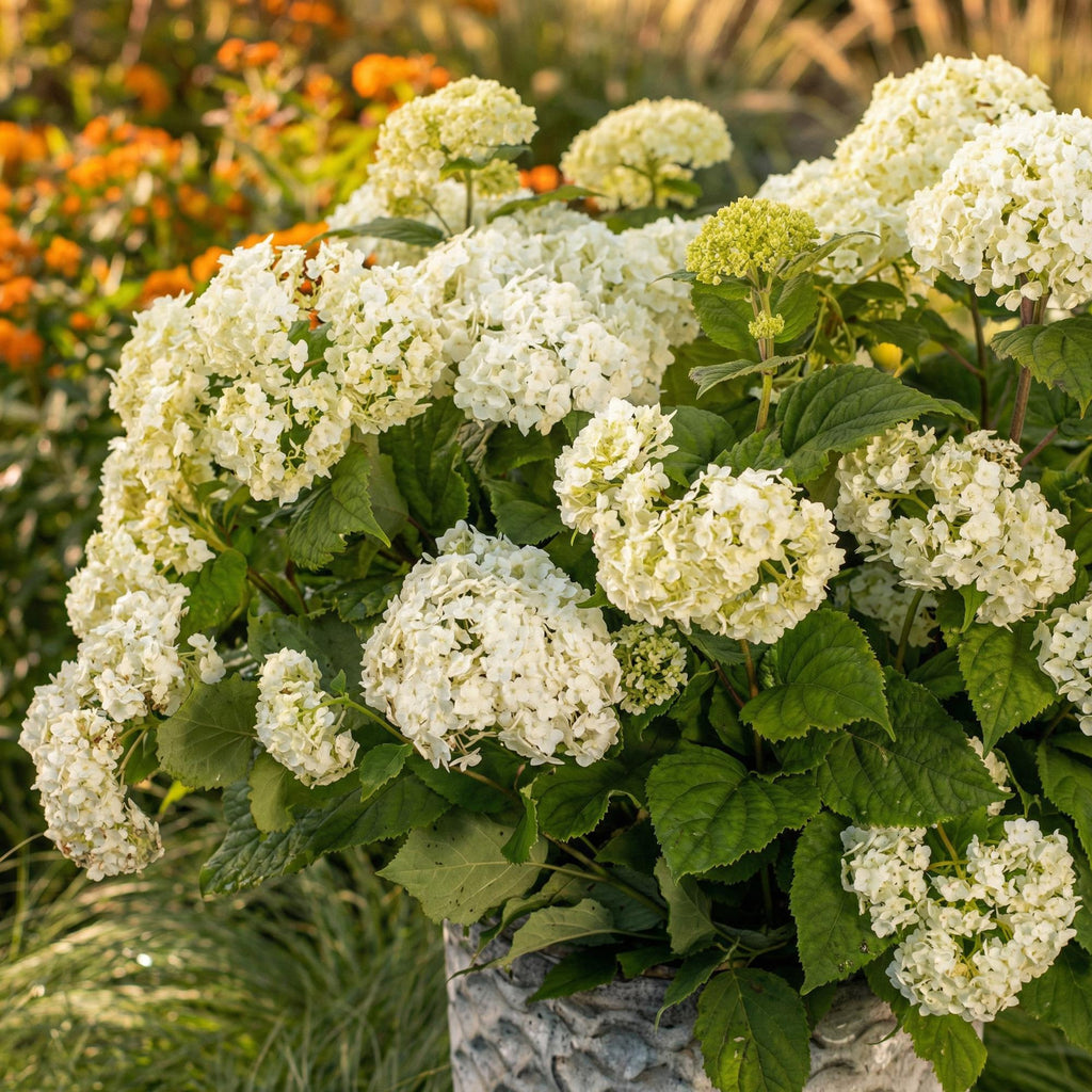 Hydrangea arborescens 'FlowerWOW' (Rispenhortensie) – weiß – Ø 14 cm, 20–30 cm hoch – Bild 5