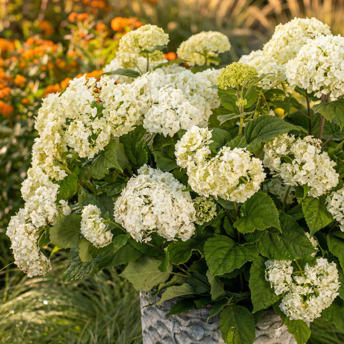 Hydrangea arborescens 'FlowerWOW' (Rispenhortensie) – weiß – Ø 14 cm, 20–30 cm hoch – Bild 5