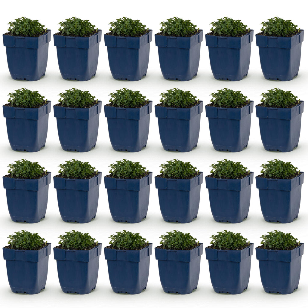 Campanula portenschlagiana (Pfirsichblatt-Glockenblume) – rosa – 24 Pflanzen, Ø 11 cm, 15–25 cm hoch