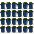 Campanula portenschlagiana (Pfirsichblatt-Glockenblume) – rosa – 24 Pflanzen, Ø 11 cm, 15–25 cm hoch