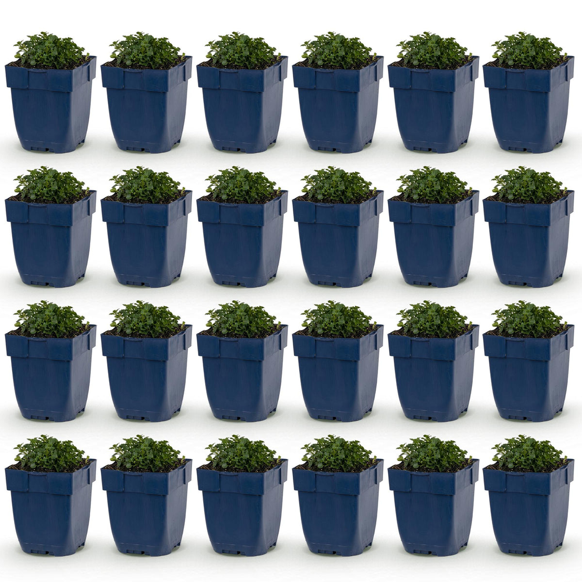 Campanula portenschlagiana (perzikbladklokje) – roze – 24 planten, Ø11 cm, 15–25 cm hoog
